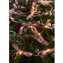 Láncfény ROSETT 702943 2700K 0,8W 20x0.8W/LED a Markslojd,tól