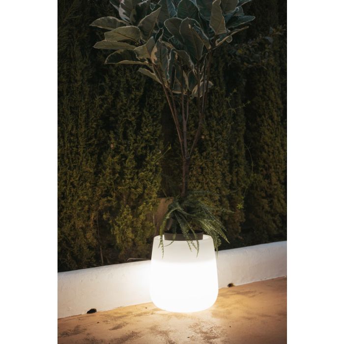 CAMELIA-3287-New Garden-251553